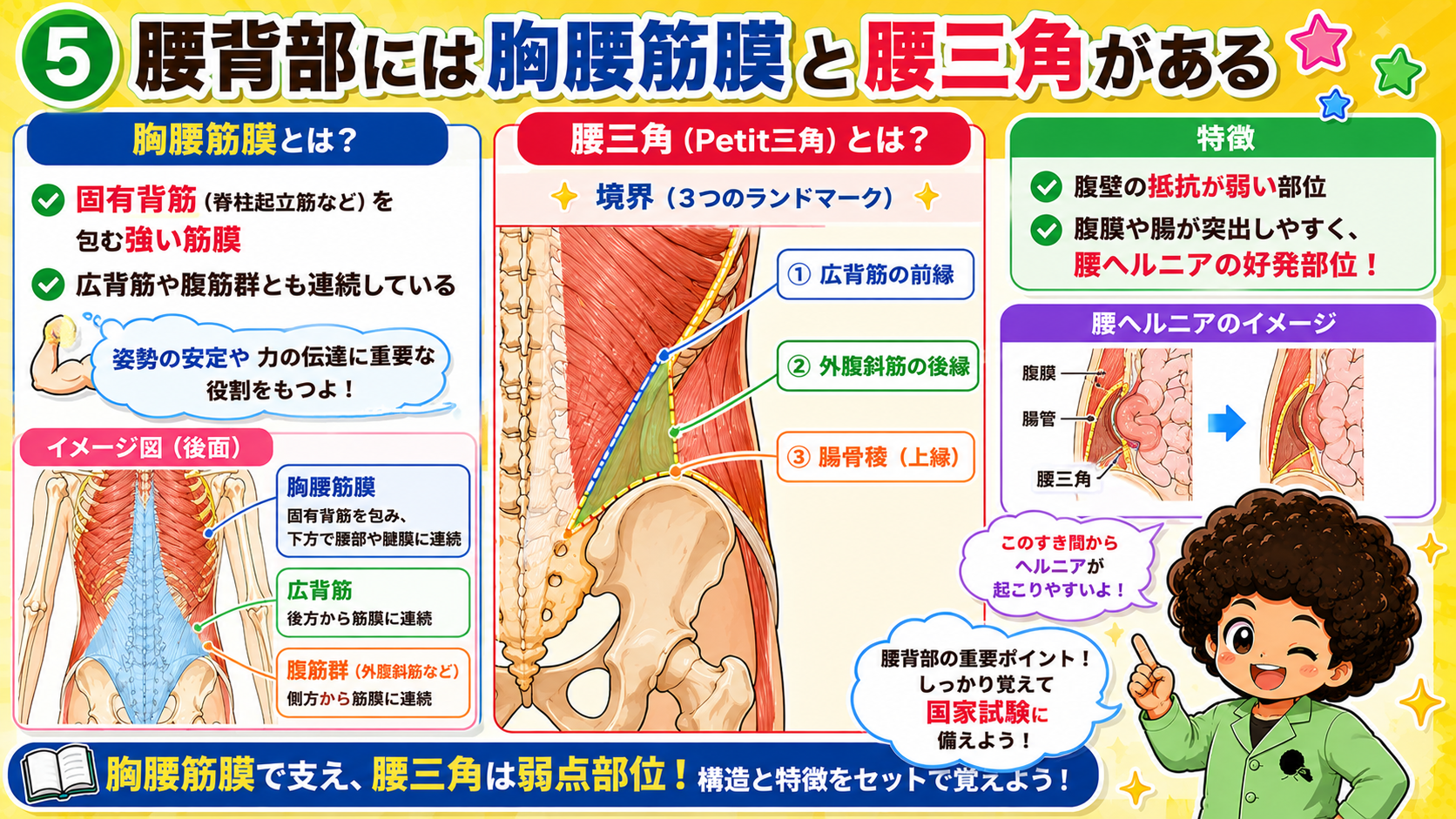 腰背部には胸腰筋膜と腰三角(Petit三角)があり、腰三角は腰ヘルニアの好発部位