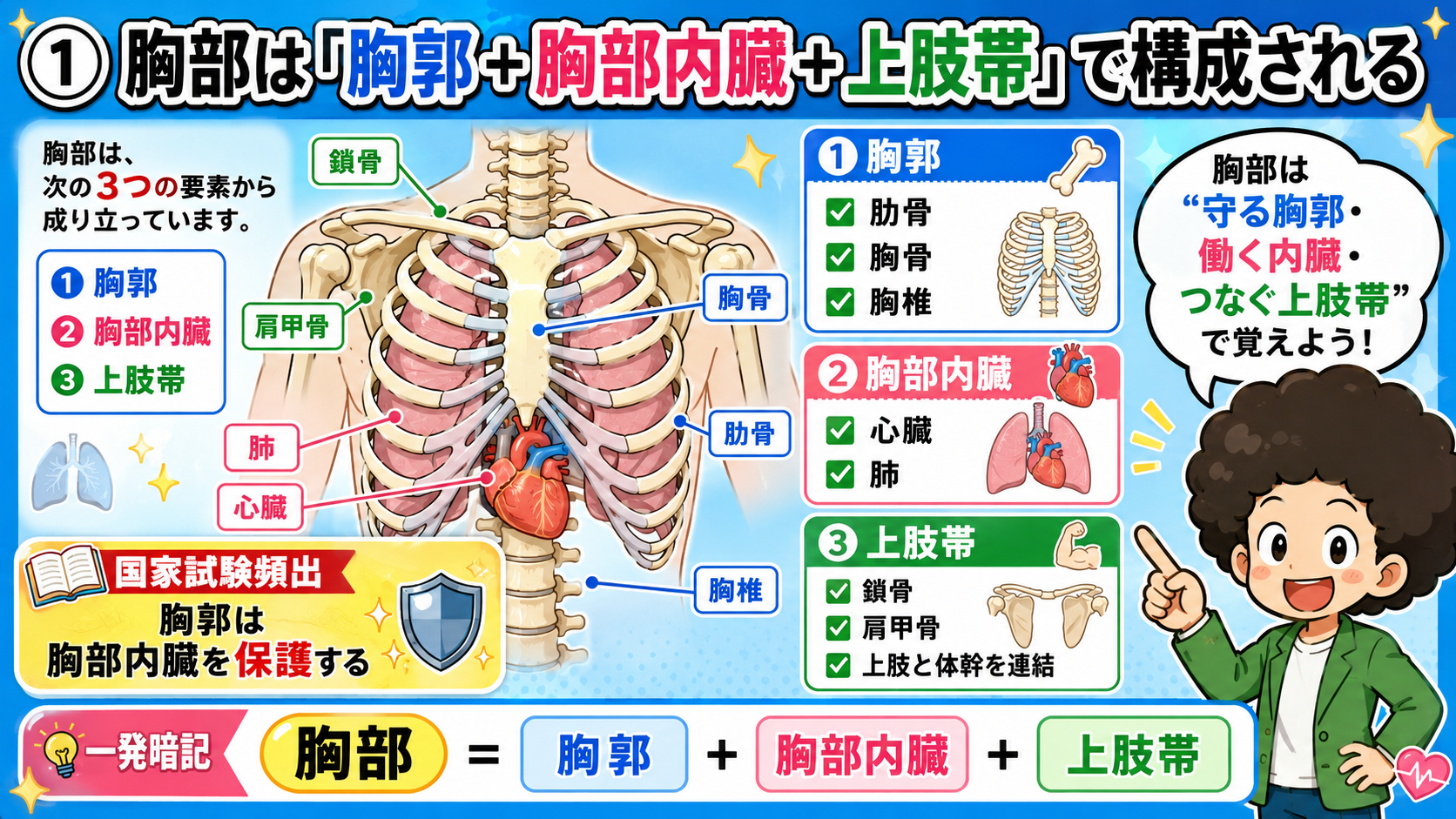 胸部｜胸部 1