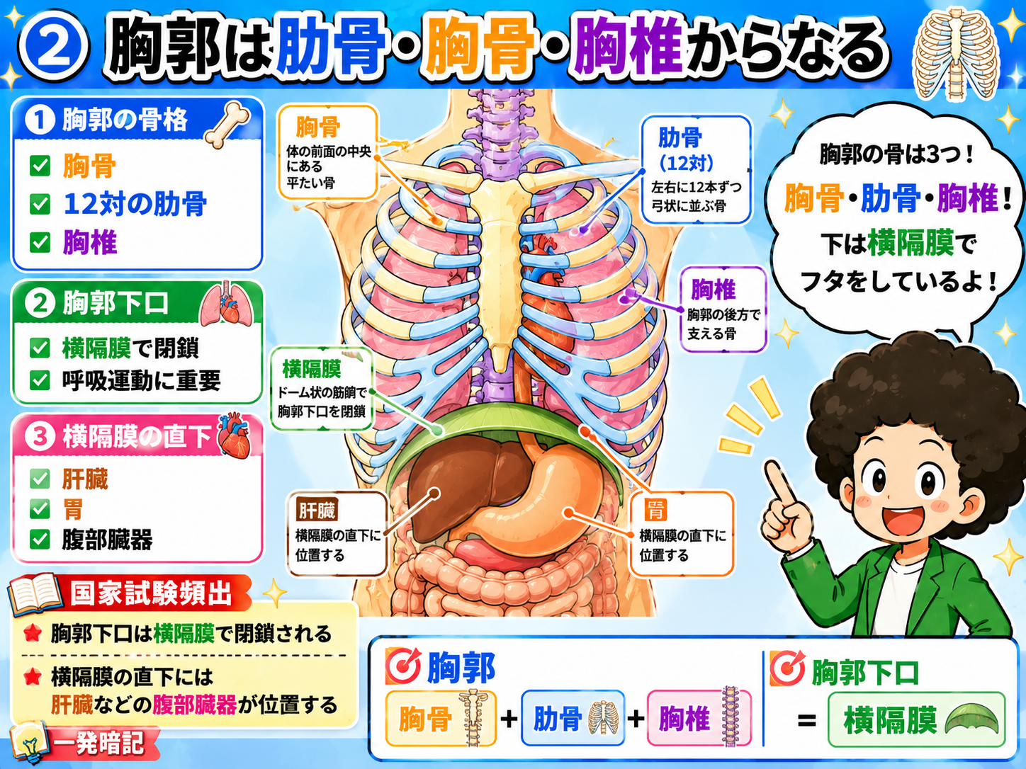 胸郭を構成する胸骨・肋骨・胸椎と胸郭下口（横隔膜）