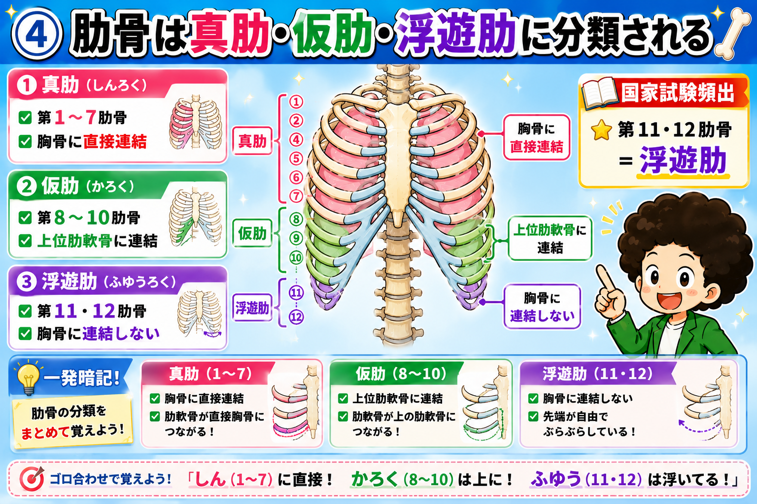 肋骨の分類：真肋・仮肋・浮遊肋