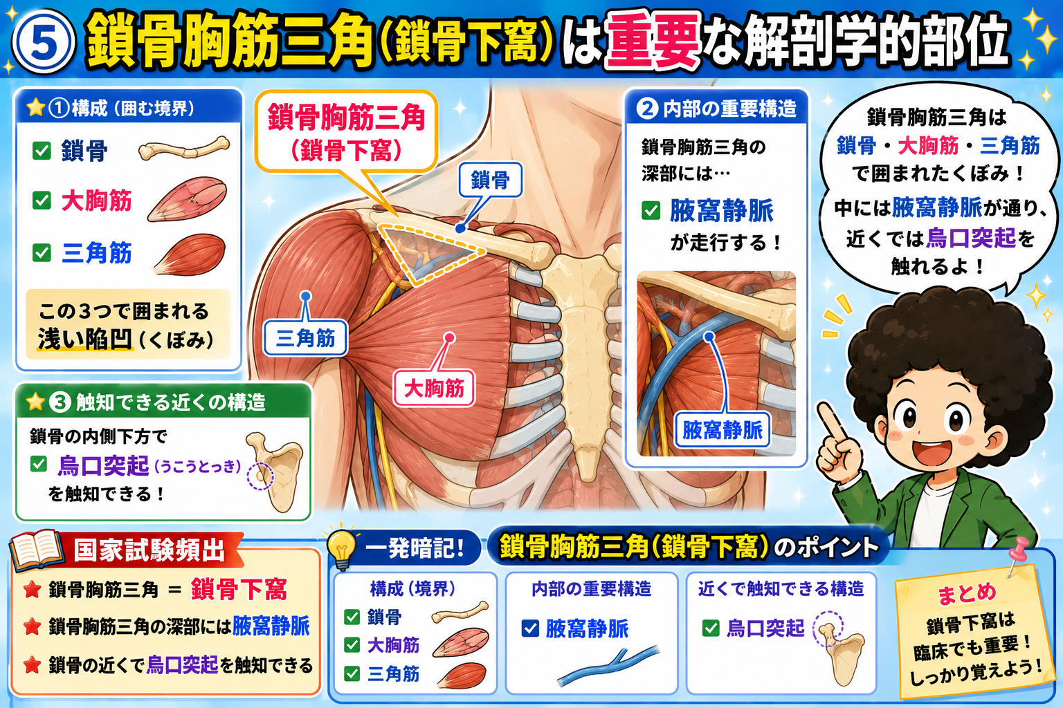 鎖骨胸筋三角（鎖骨下窩）の構成と腋窩静脈・烏口突起