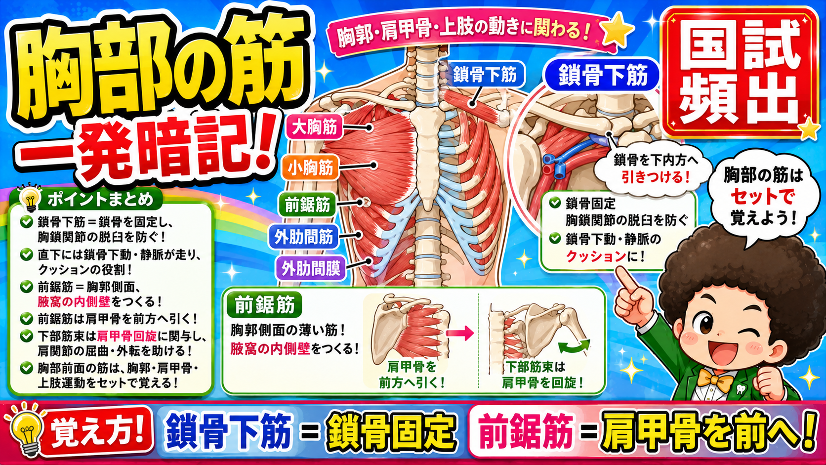 大胸筋・小胸筋・鎖骨下筋・前鋸筋・外肋間筋の位置関係