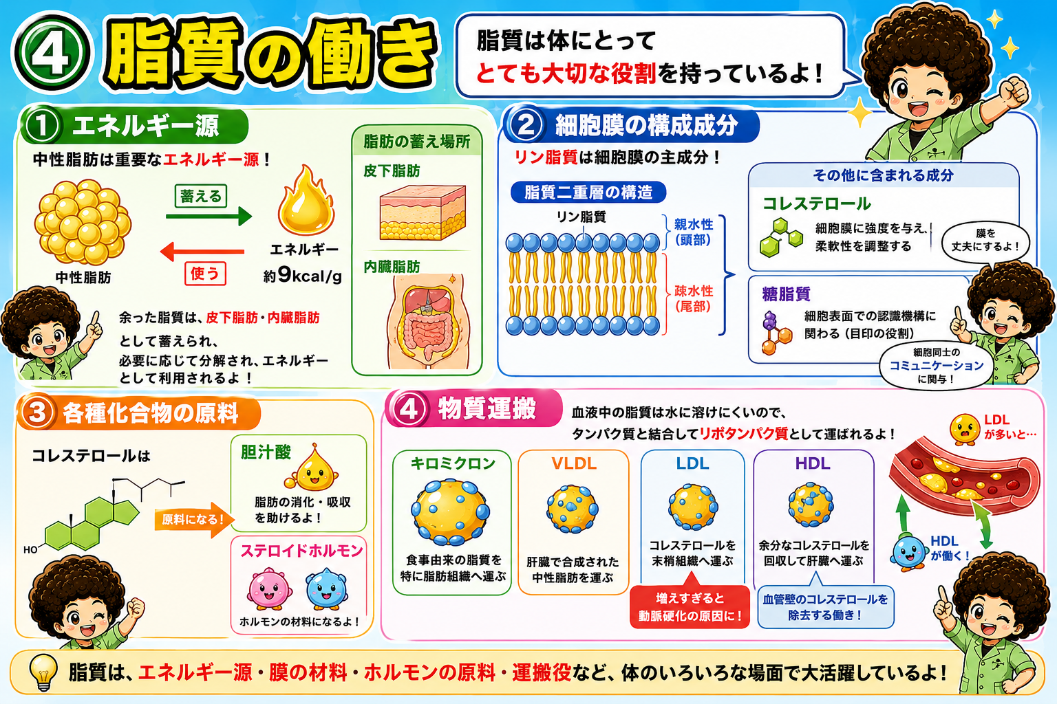 エネルギー源・細胞膜・化合物の原料・物質運搬の4つの働き