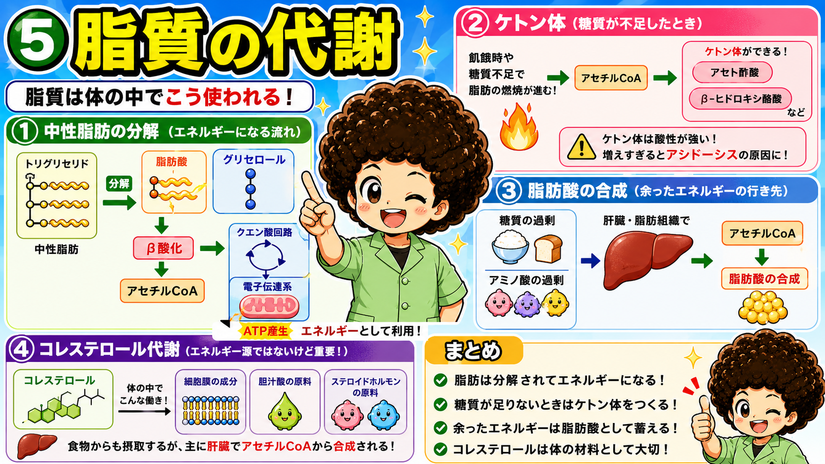 β酸化・ケトン体生成・脂肪酸合成・コレステロール代謝