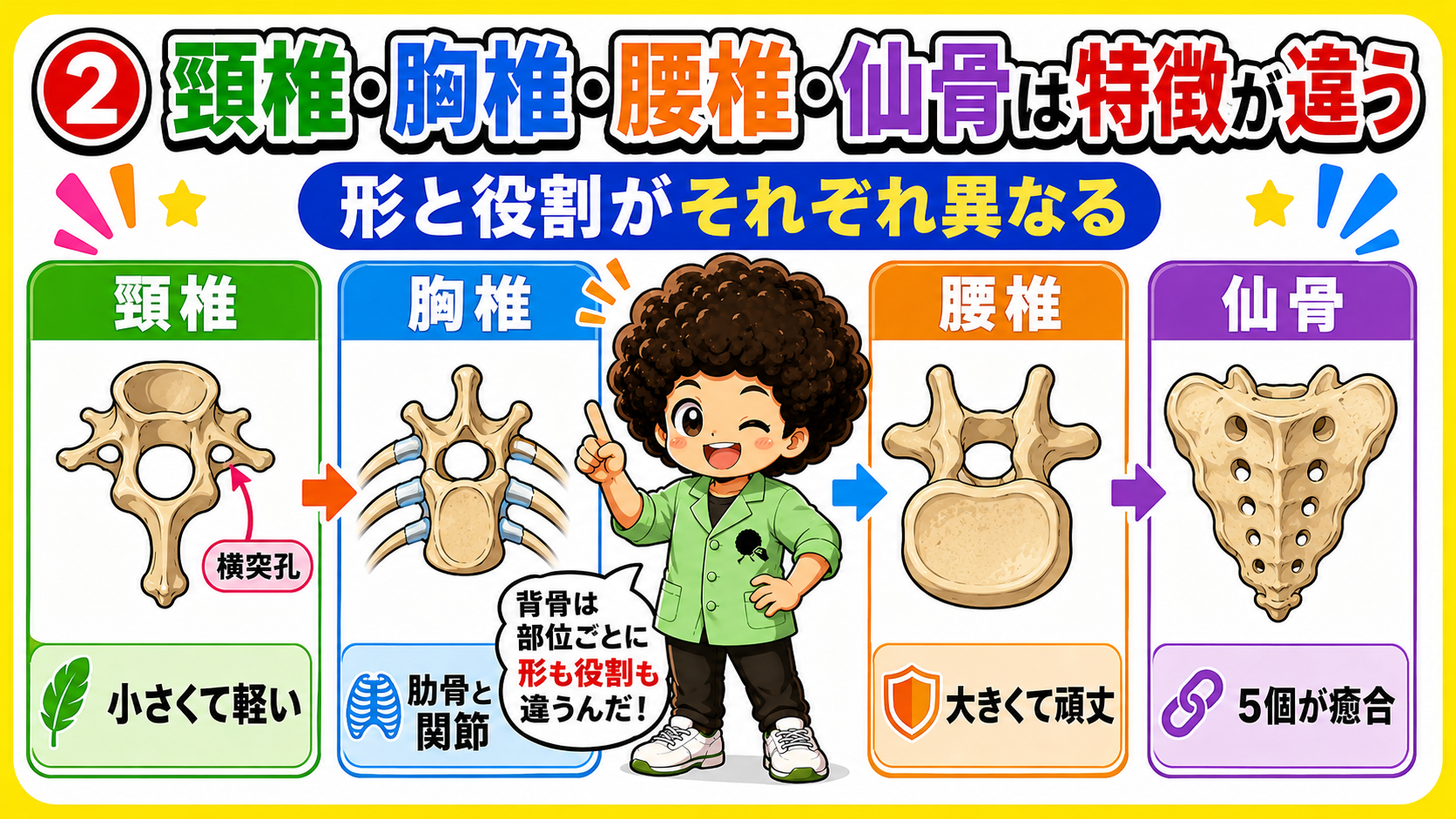 頸椎・胸椎・腰椎・仙骨は形も役割も異なる