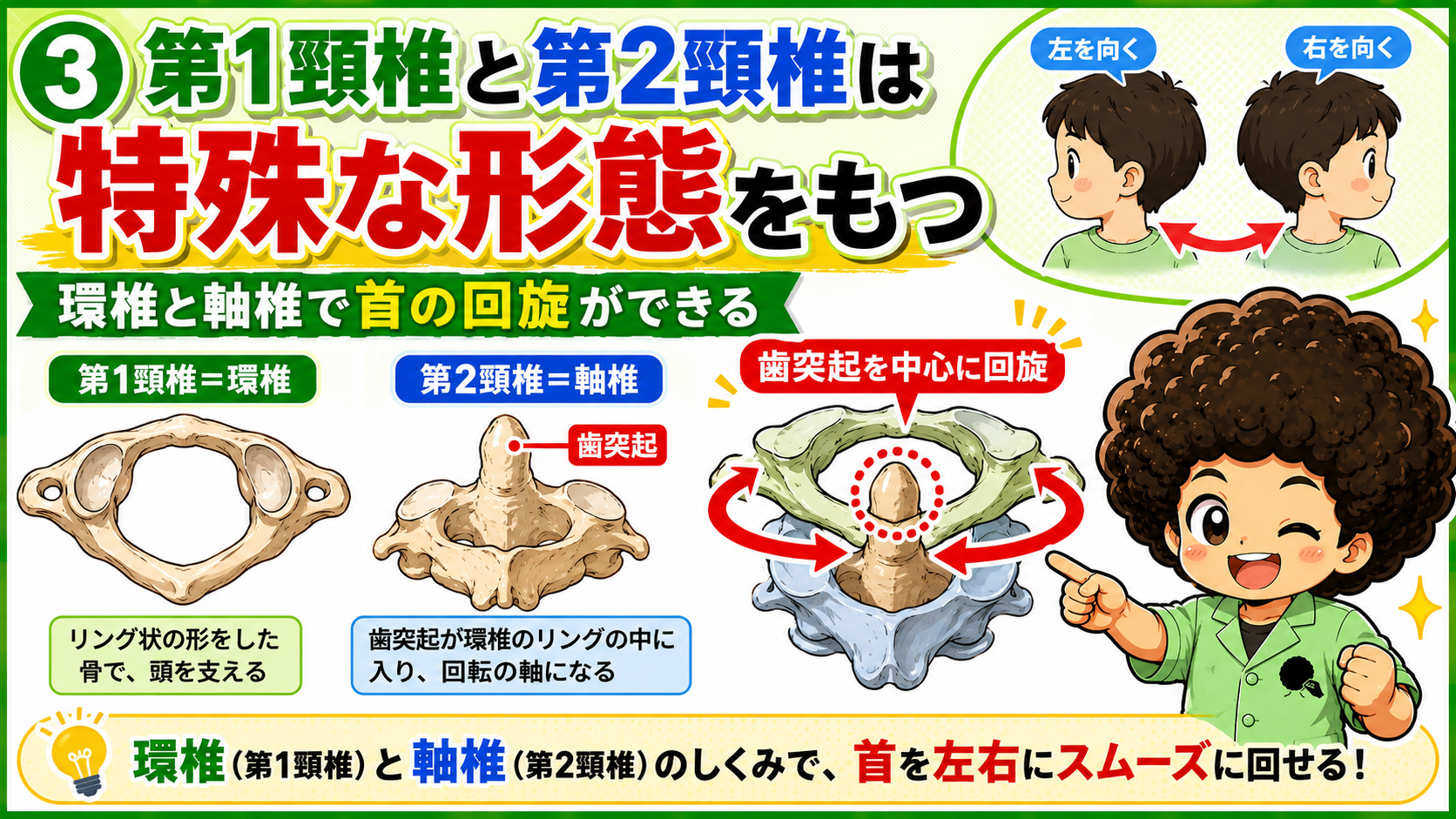 環椎（C1）と軸椎（C2）の歯突起が頸部回旋の軸になる