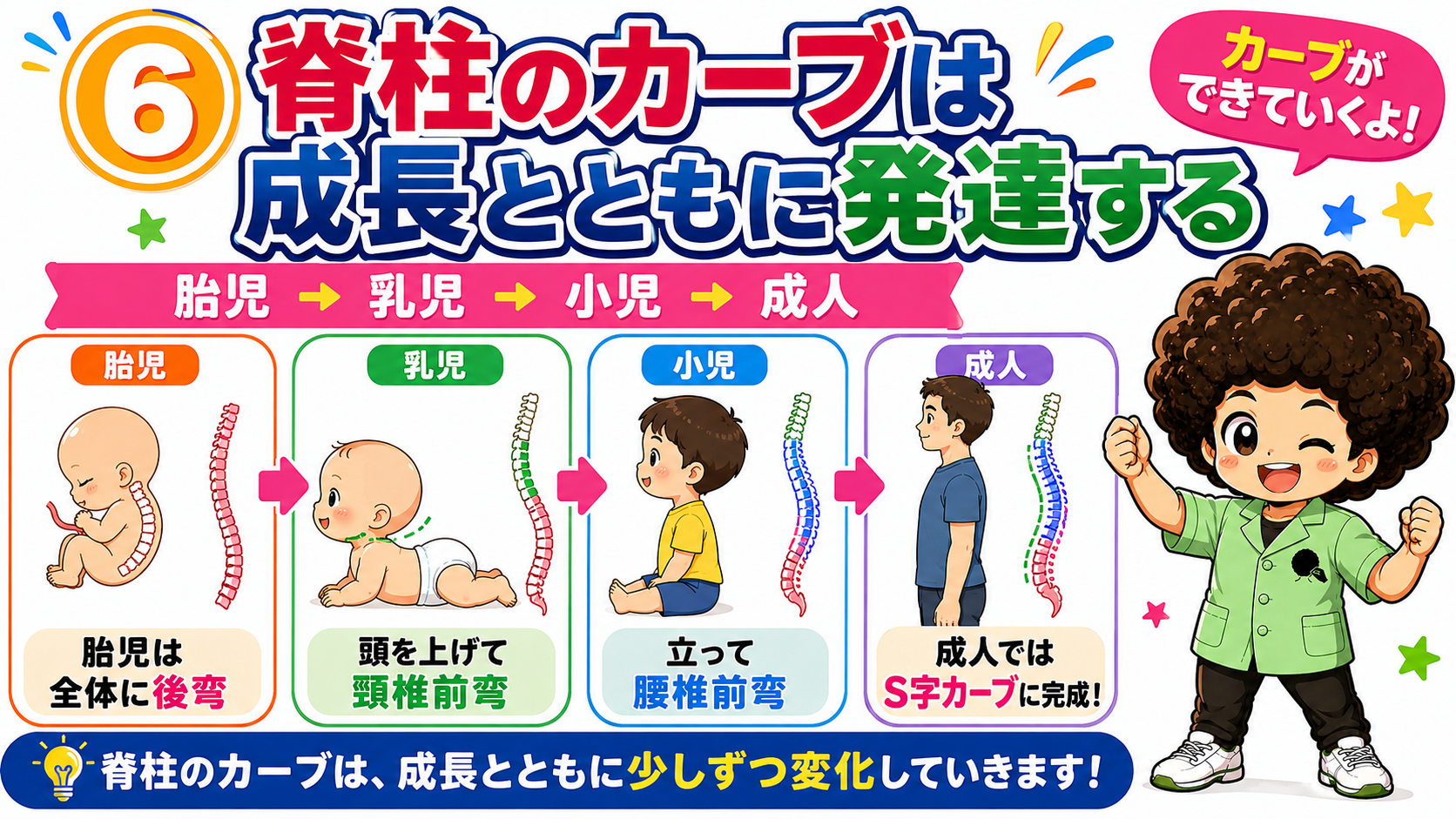 胎児の全後弯から成人のS字カーブへ、脊柱の弯曲は成長とともに発達する