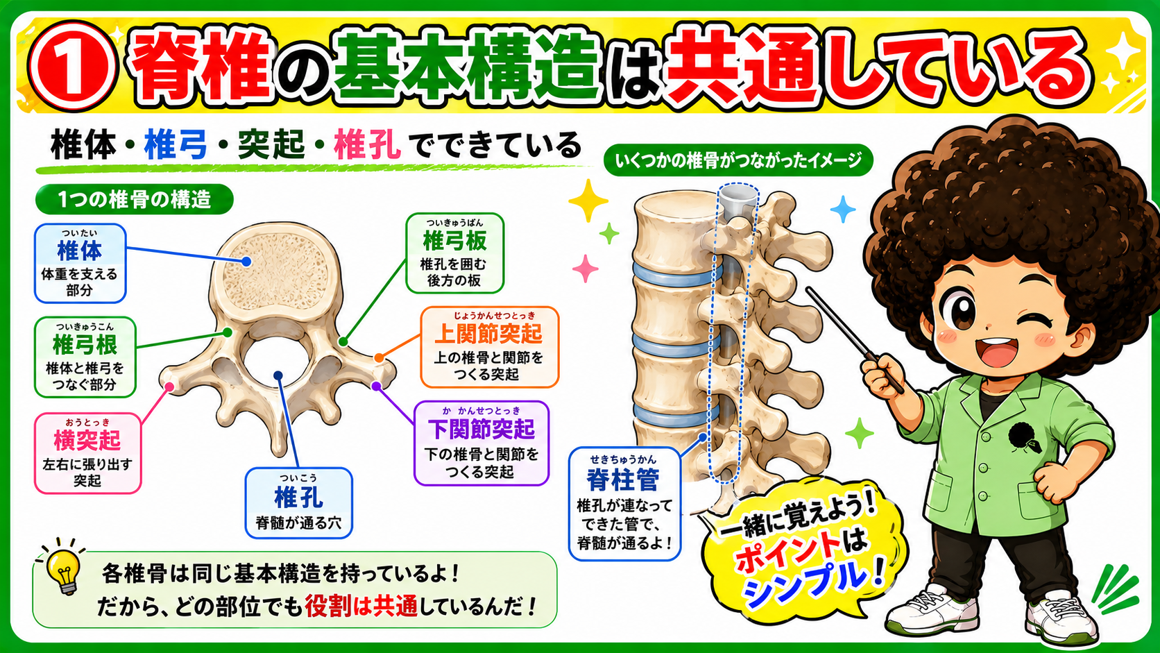 脊柱・胸郭の構造とはたらき｜脊柱・胸郭の構造とはたらき 1