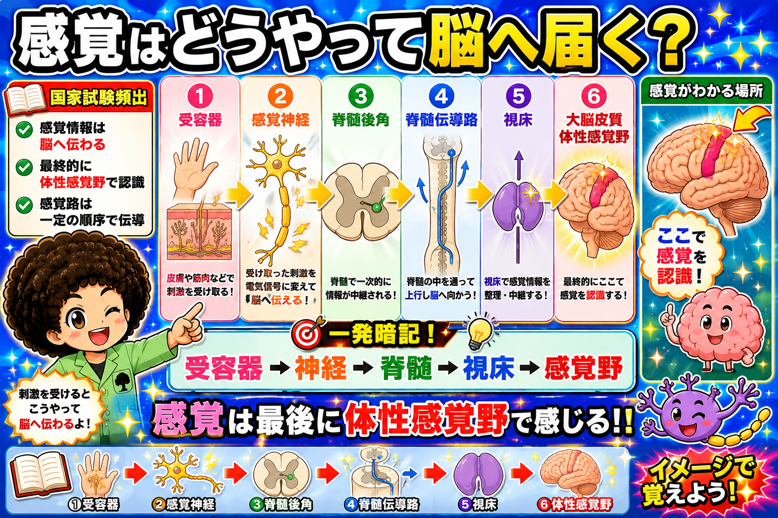 感覚の伝導路と神経線維｜感覚の伝導路と神経線維 1