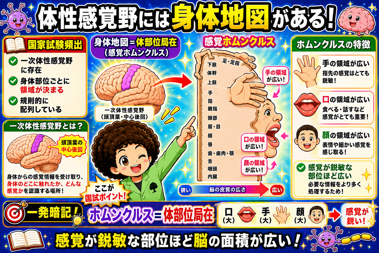 一次体性感覚野（頭頂葉・中心後回）の感覚ホムンクルス