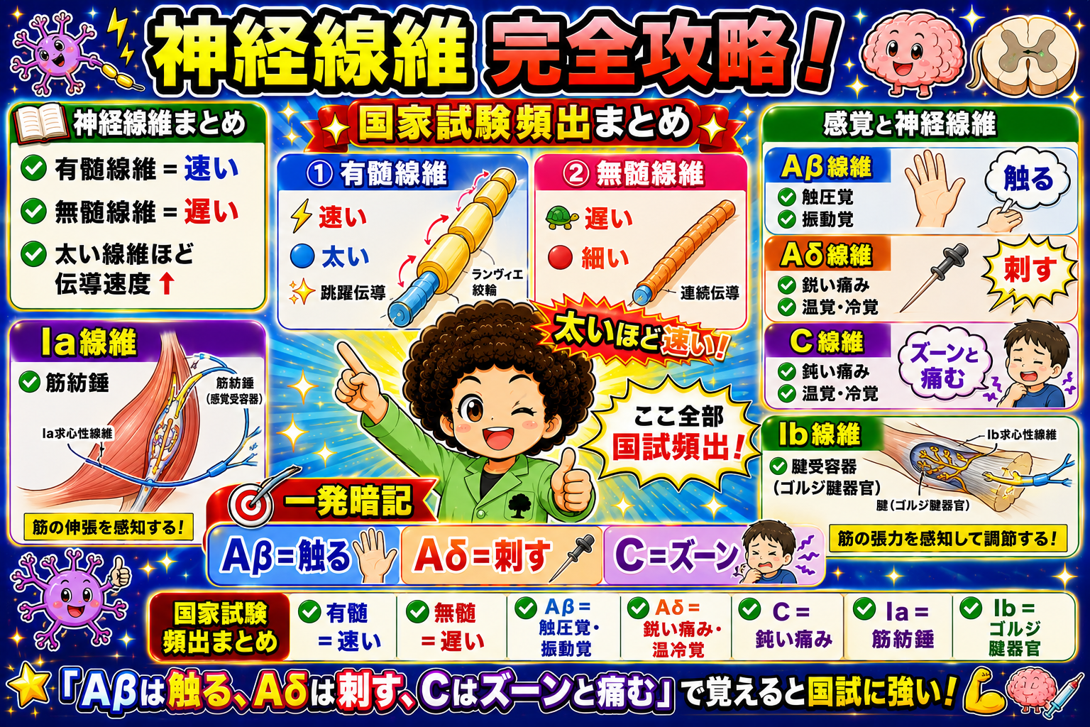 有髄＝速い／無髄＝遅い。Aβ・Aδ・C・Ia・Ibの分担