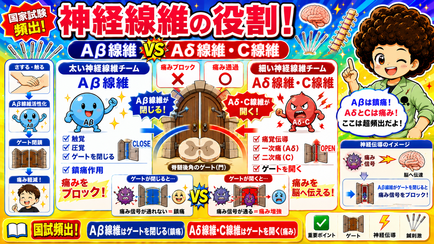 神経線維の役割：Aβ線維はゲートを閉じ（鎮痛）、Aδ・C線維はゲートを開く（痛み）