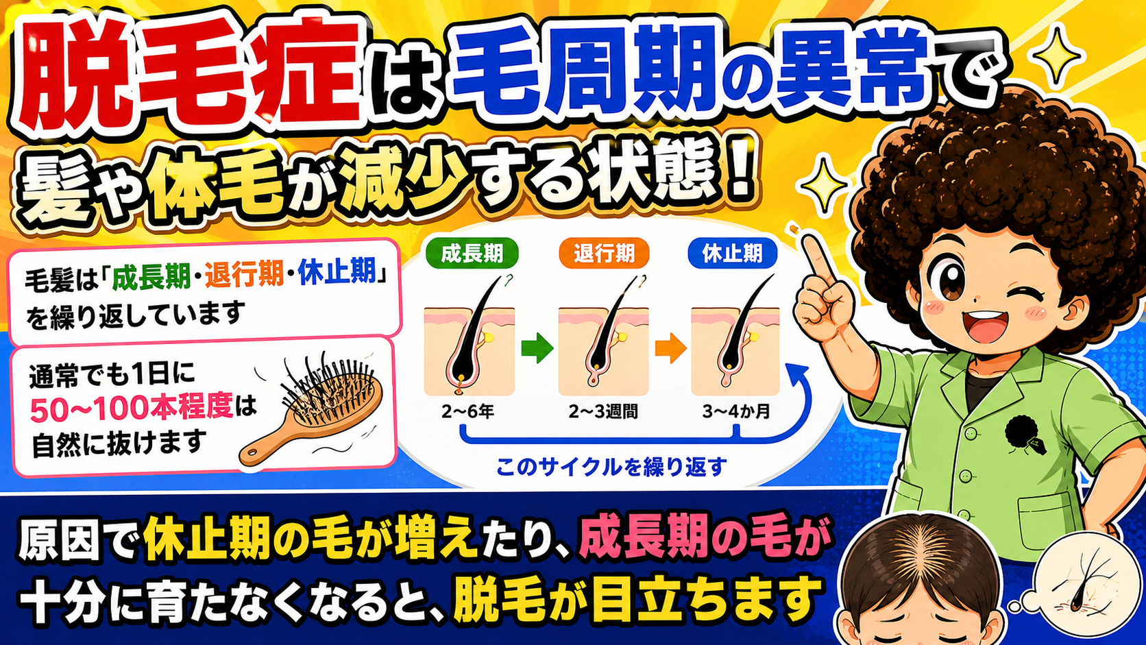 毛周期（成長期2〜6年・退行期2〜3週間・休止期3〜4か月）