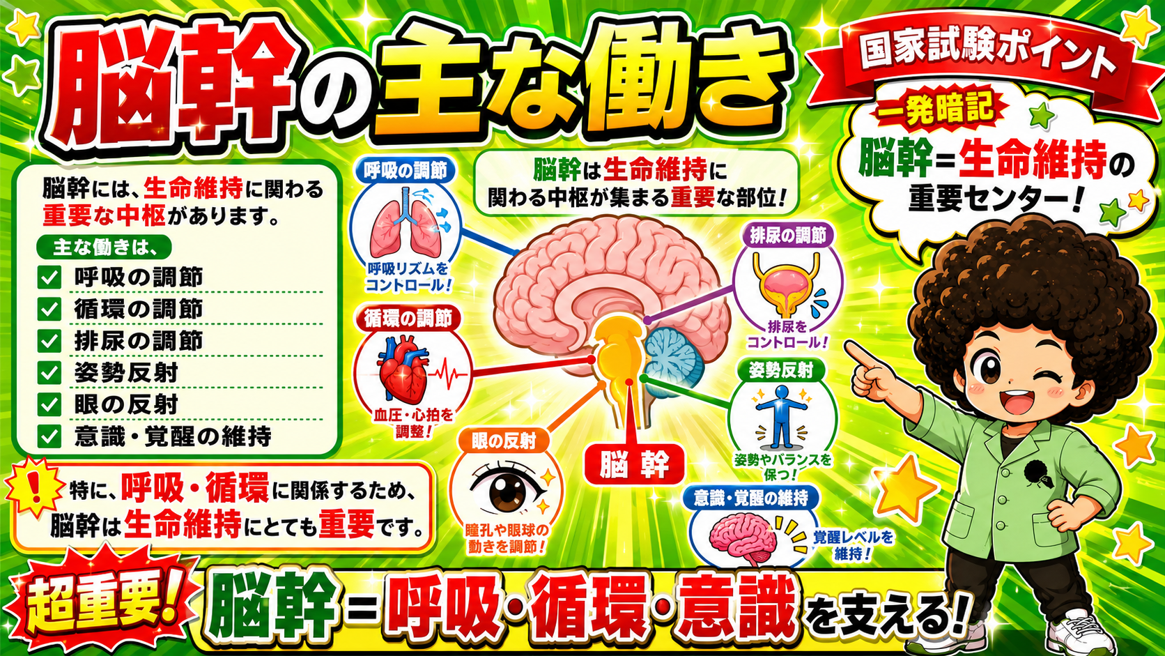 脳幹＝呼吸・循環・意識を支える生命維持センター