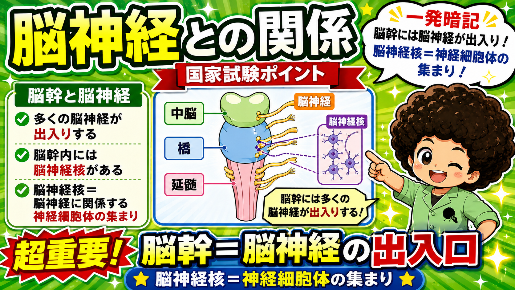 脳幹＝脳神経の出入口。脳神経核は神経細胞体の集まり