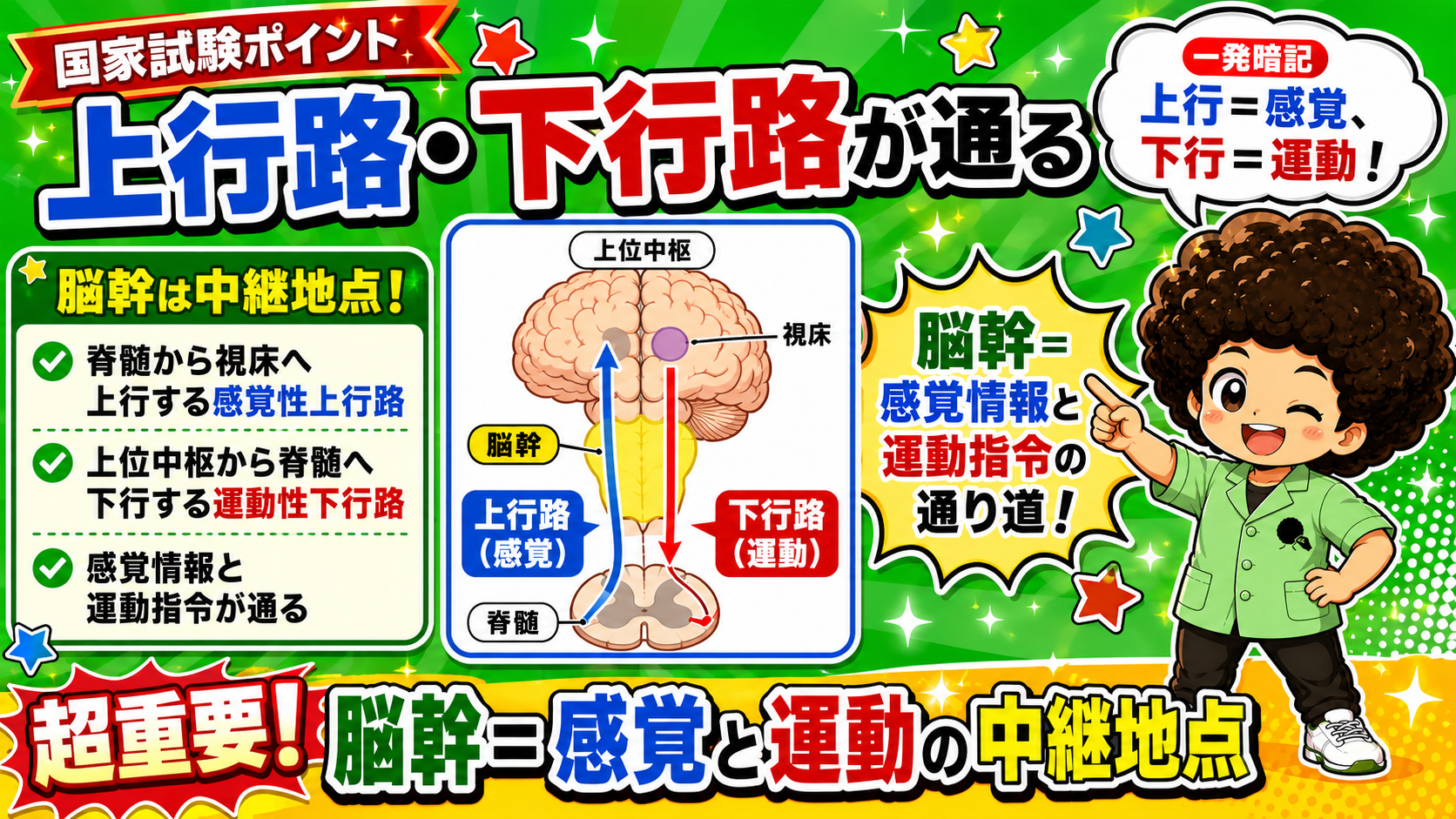 上行＝感覚、下行＝運動。脳幹は中継地点