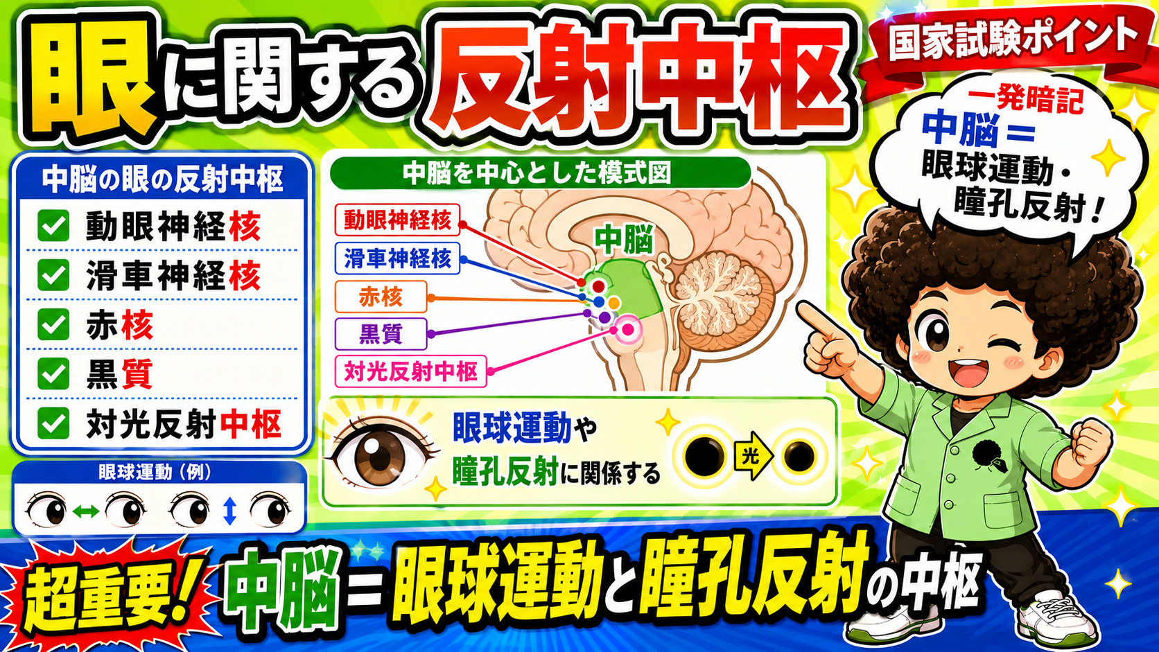 中脳＝眼球運動と瞳孔反射の中枢