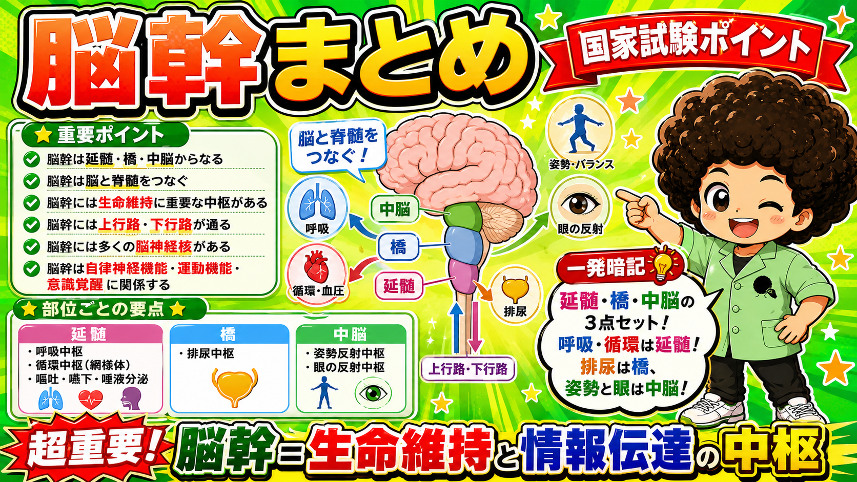 呼吸・循環は延髄、排尿は橋、姿勢と眼は中脳