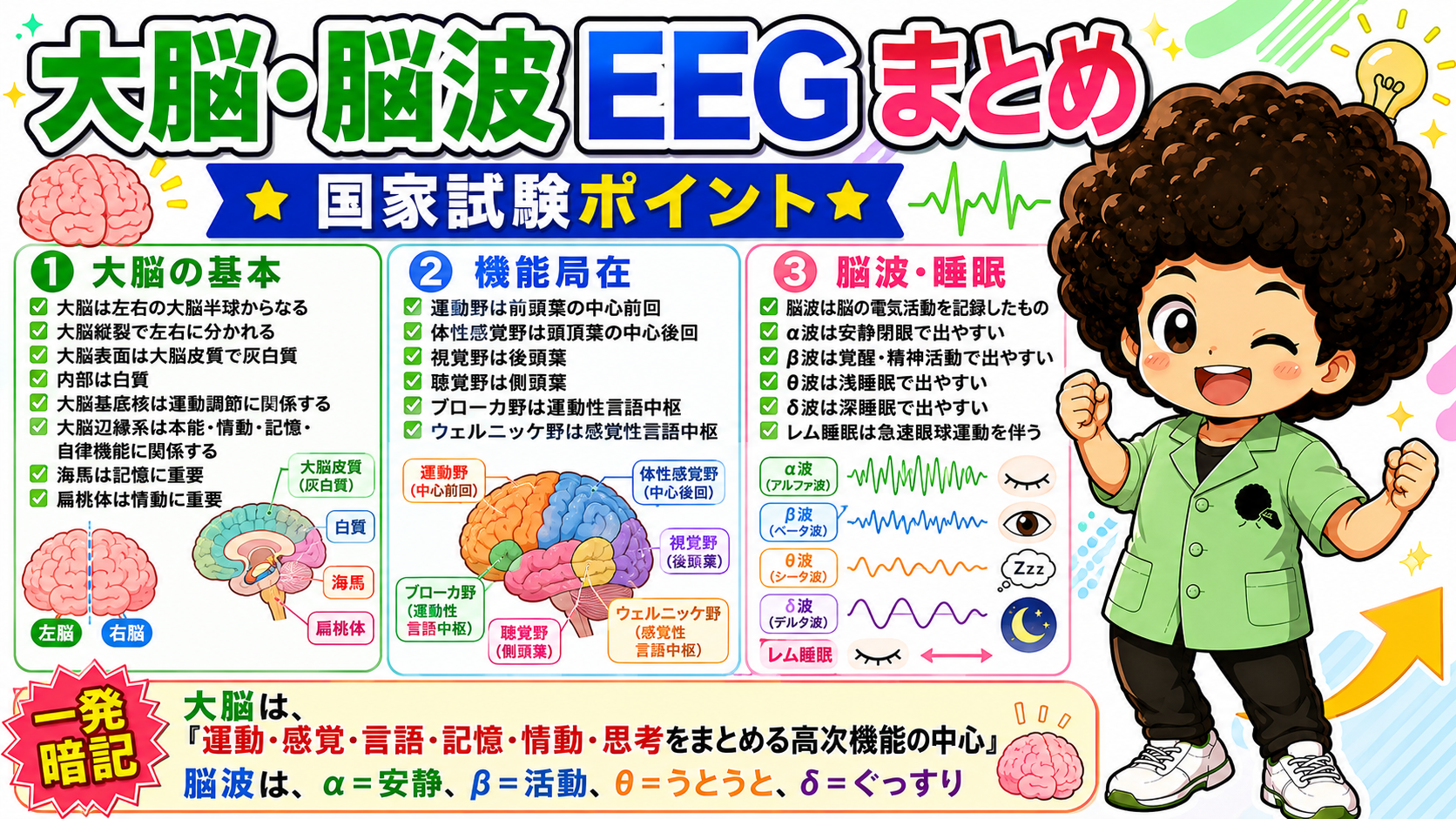 大脳・脳波EEGの国家試験ポイント総まとめ
