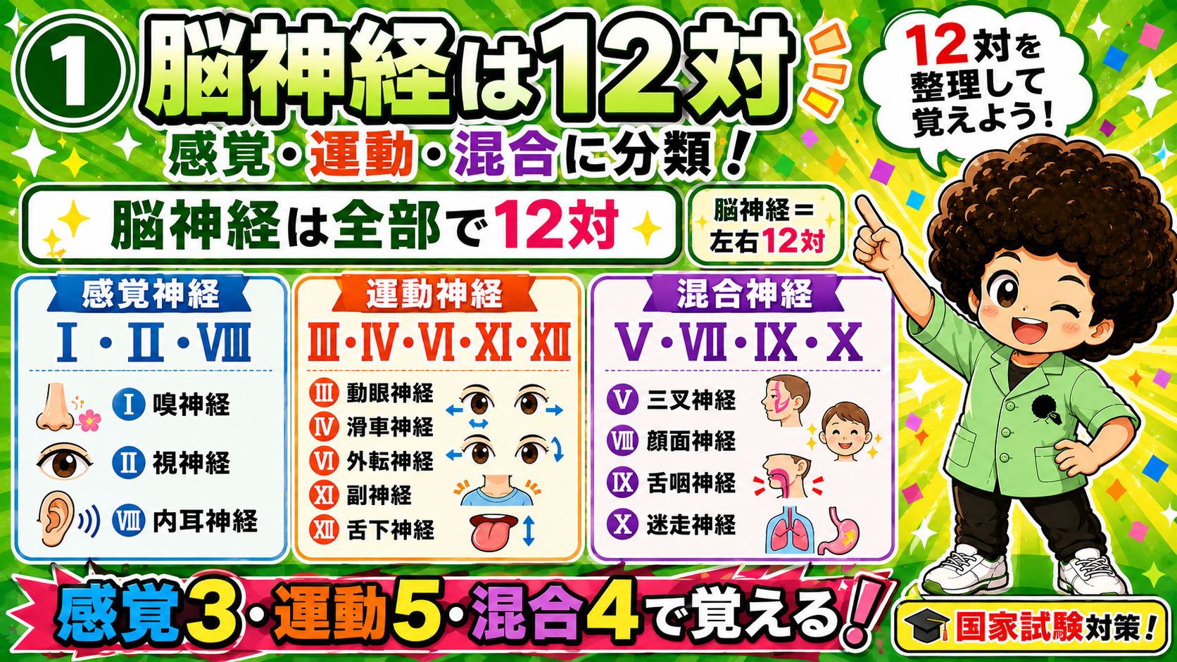 脳神経（12対）｜脳神経（12対） 1