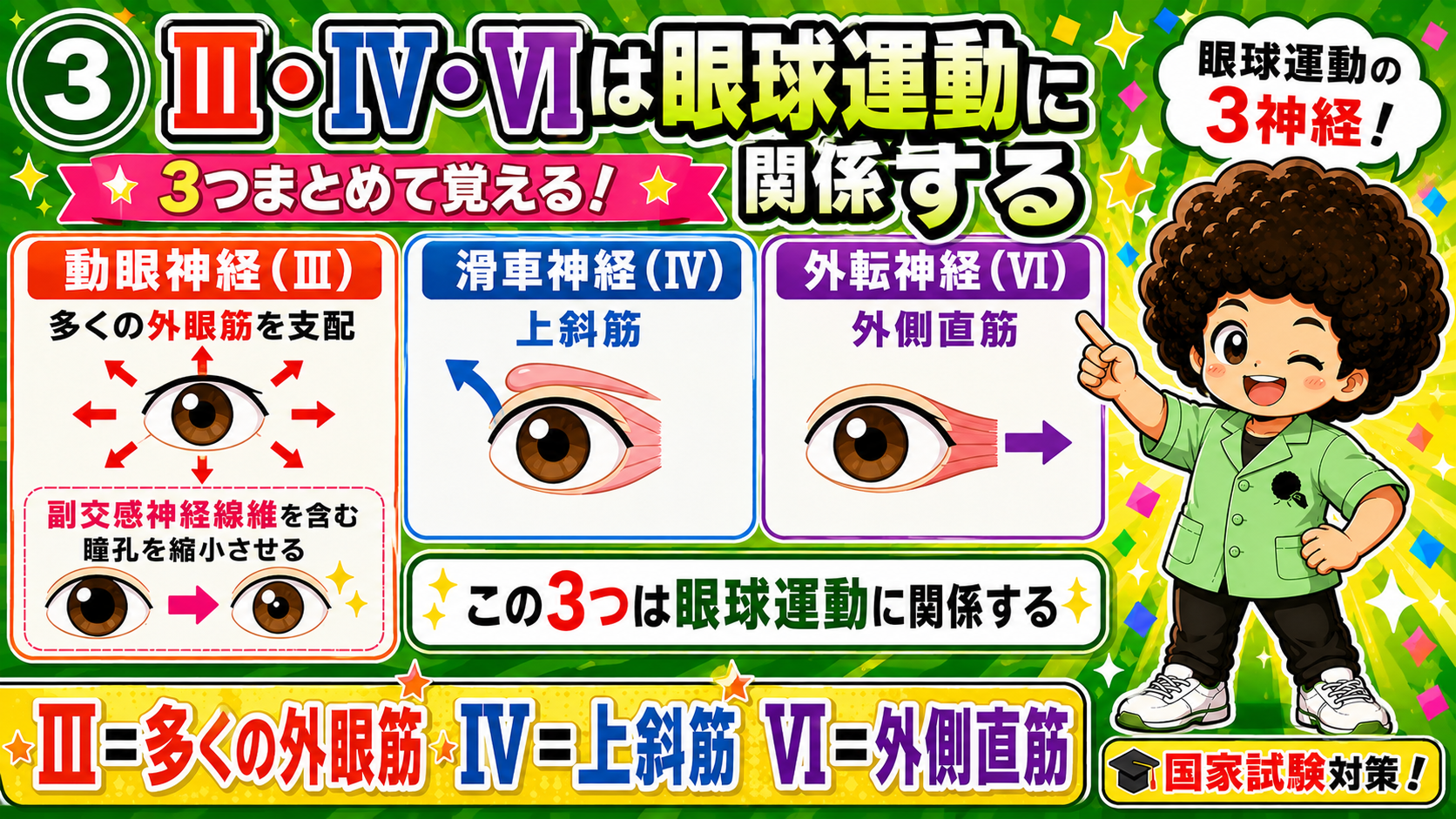 Ⅲ＝多くの外眼筋、Ⅳ＝上斜筋、Ⅵ＝外側直筋