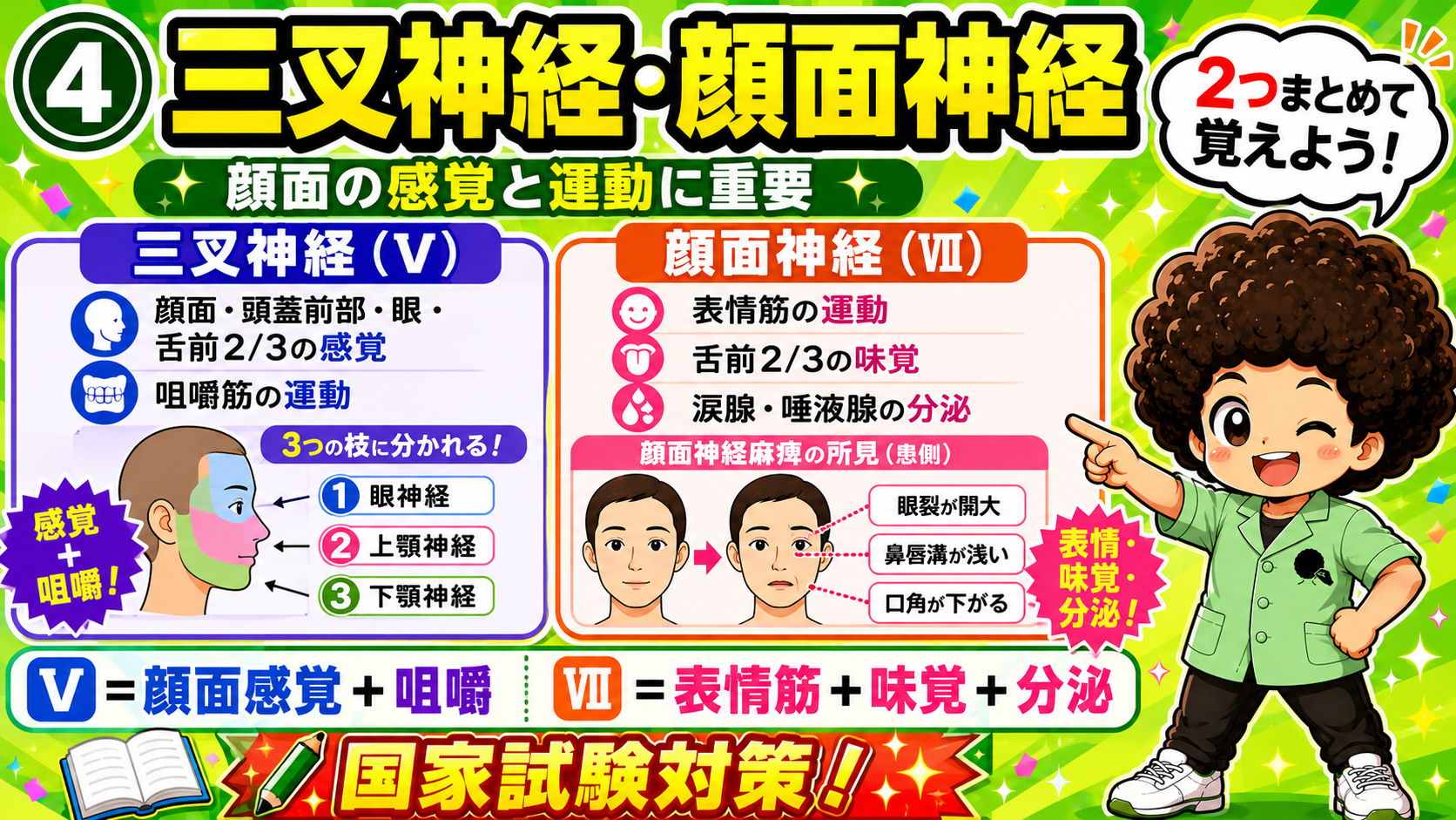 Ⅴ＝顔面感覚＋咀嚼、Ⅶ＝表情筋＋味覚＋分泌