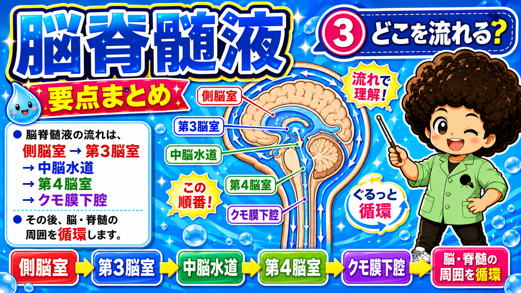 側脳室→第3脳室→中脳水道→第4脳室→クモ膜下腔の順に流れる