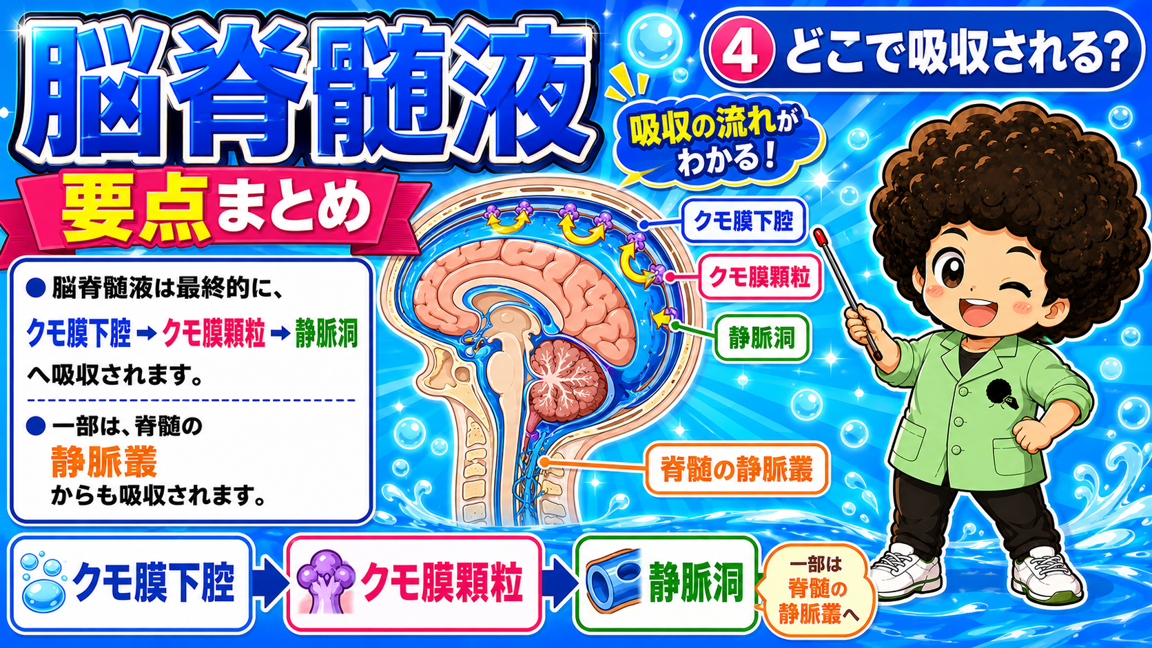 クモ膜下腔→クモ膜顆粒→静脈洞へ吸収され、一部は脊髄の静脈叢からも吸収される