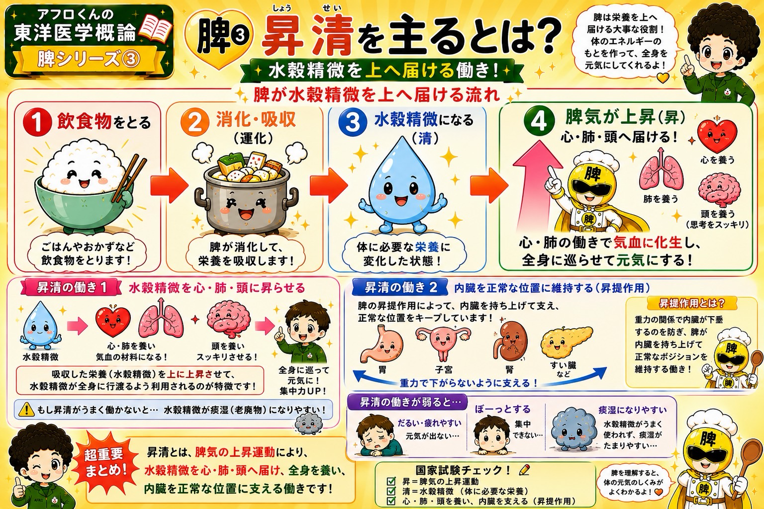 昇清の流れ：水穀精微を心・肺・頭へ届け、内臓を正常な位置に支える（昇提作用）