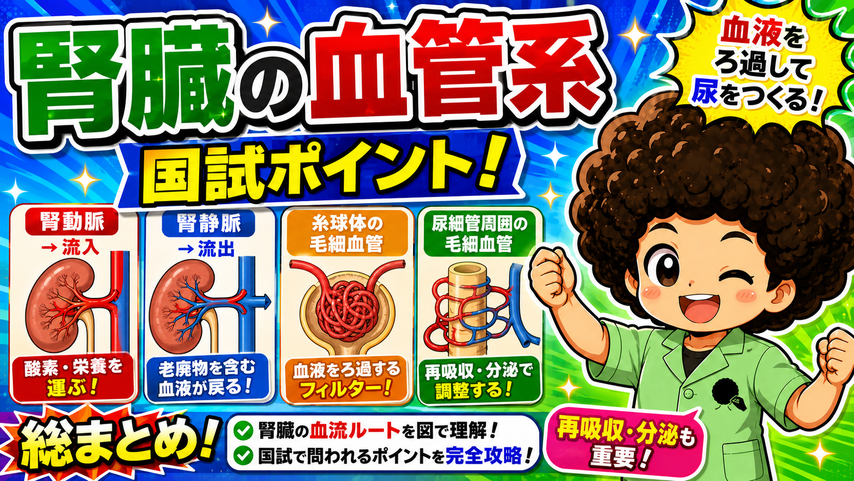腎臓の血管系：腎動脈→糸球体毛細血管→尿細管周囲毛細血管→腎静脈