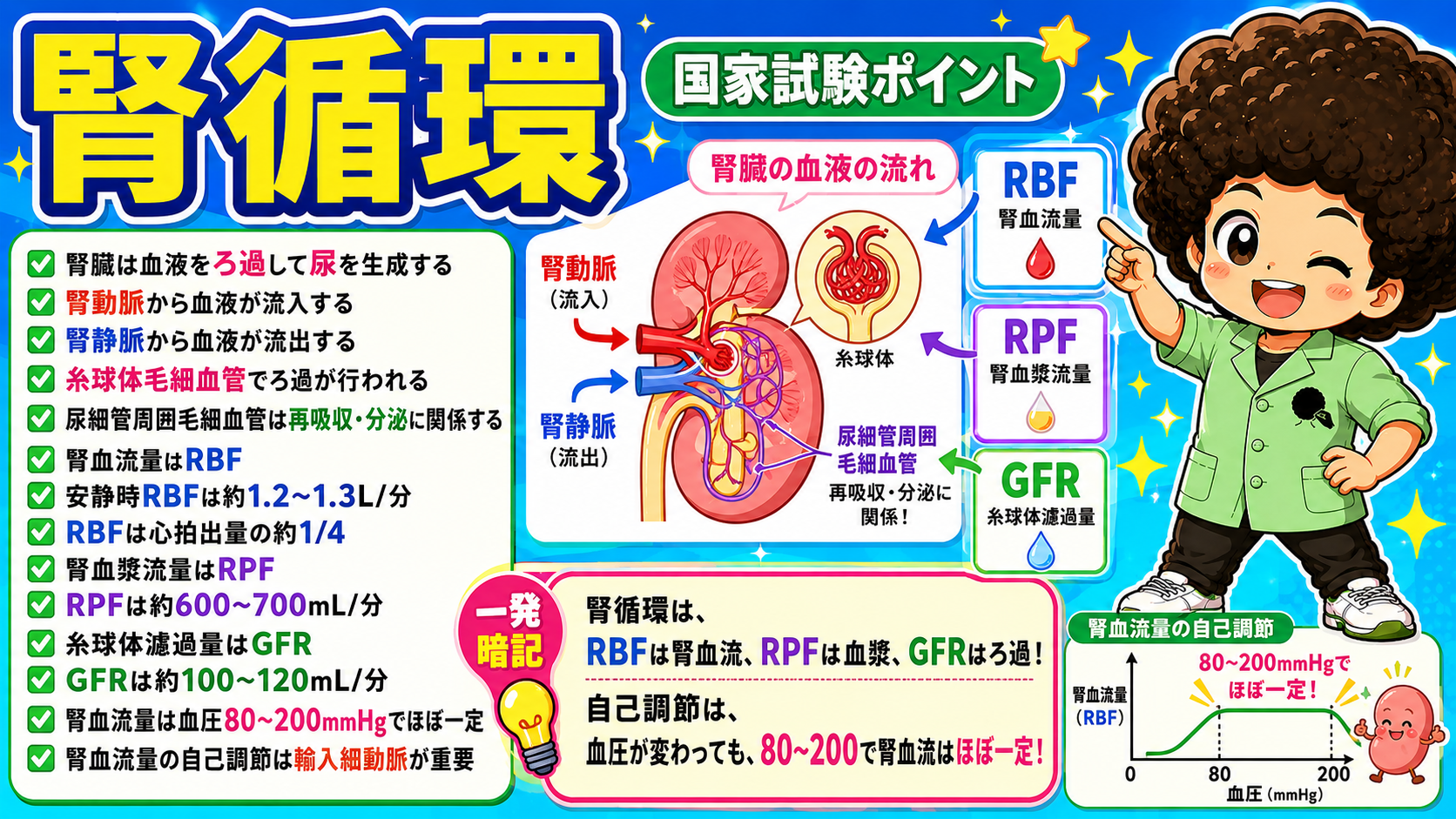 腎循環｜腎循環 1