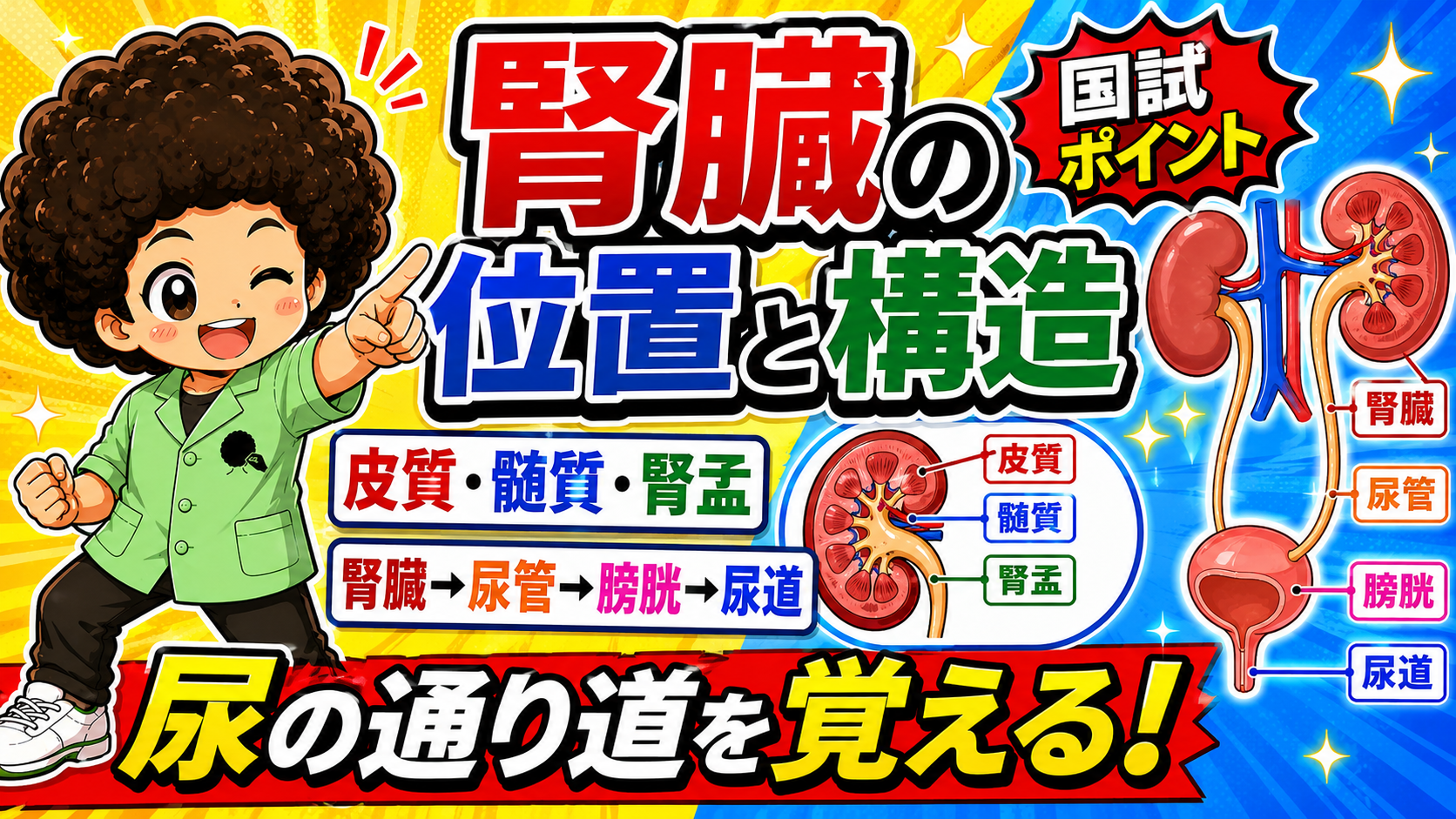 腎臓の構造とはたらき｜腎臓の構造とはたらき 1