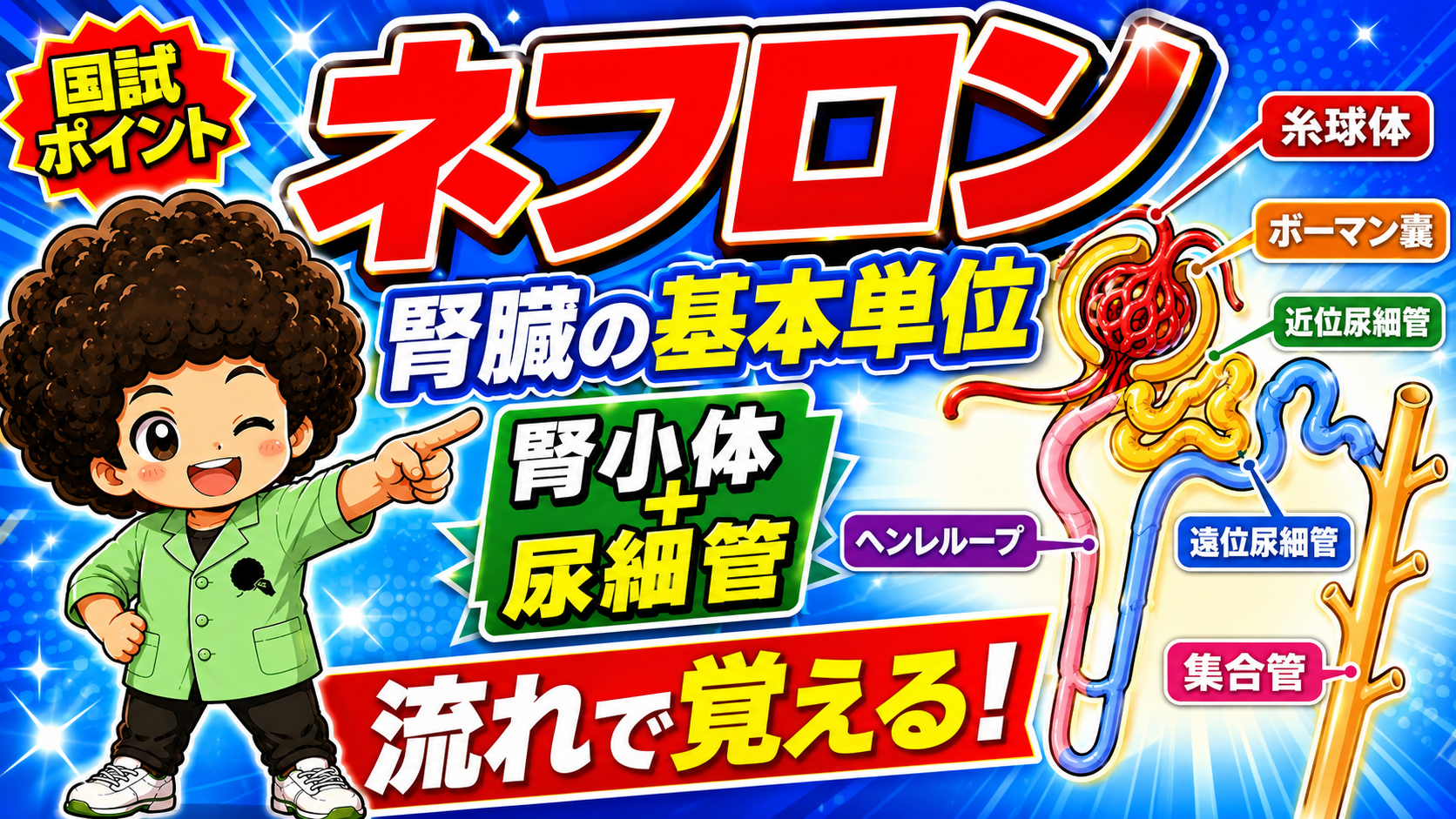 ネフロンの構成：糸球体・ボーマン嚢・近位尿細管・ヘンレループ・遠位尿細管・集合管