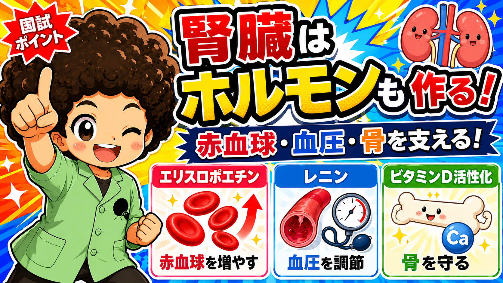 腎臓が産生・活性化する3つのホルモン：エリスロポエチン・レニン・活性型ビタミンD