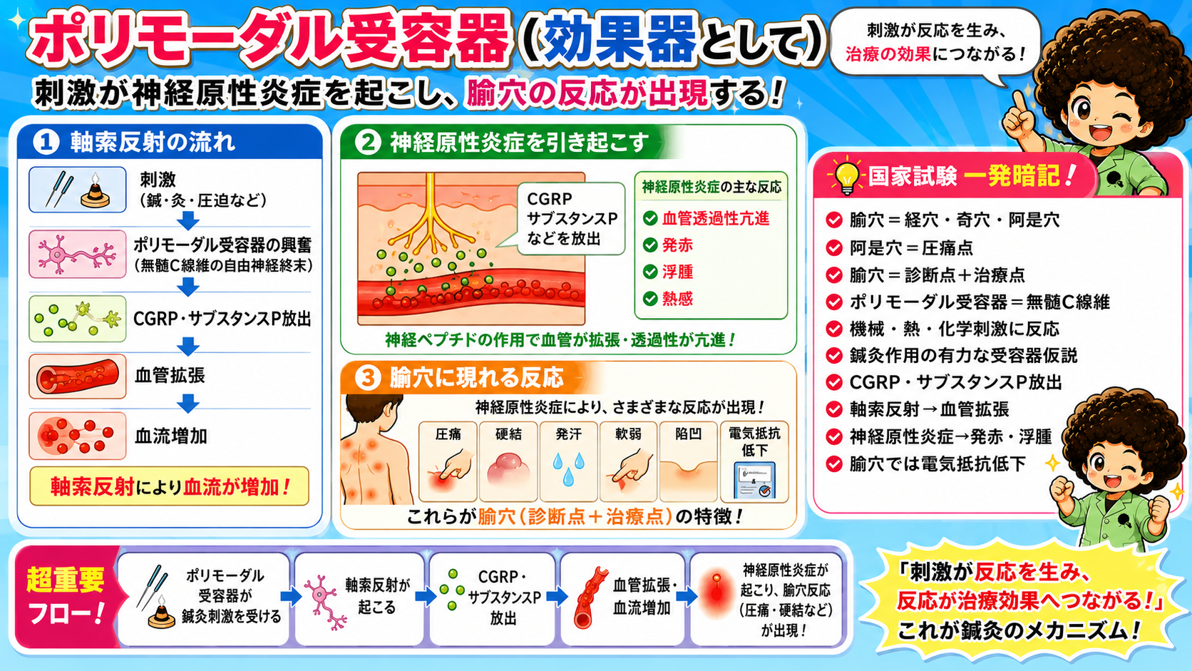 軸索反射→CGRP・サブスタンスP放出→神経原性炎症→腧穴反応が出現する流れ
