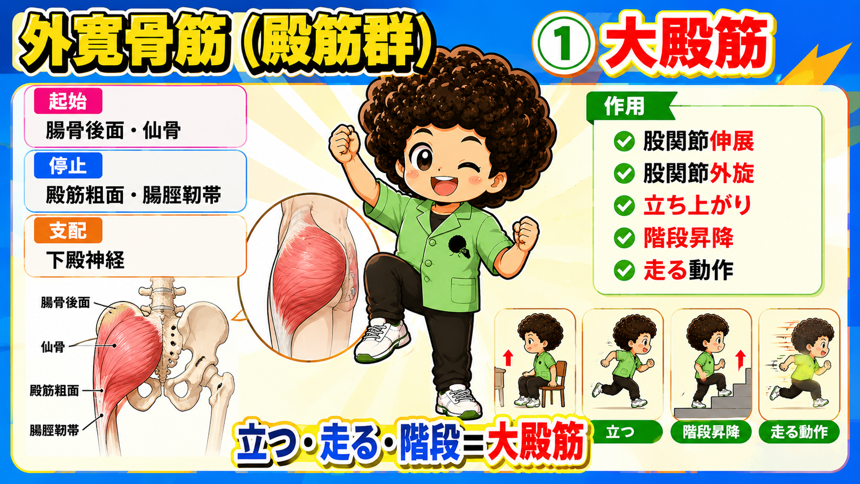 殿筋群と腸腰筋｜殿筋群と腸腰筋 1
