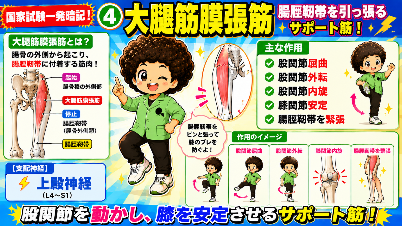 大腿筋膜張筋の起始・停止・作用