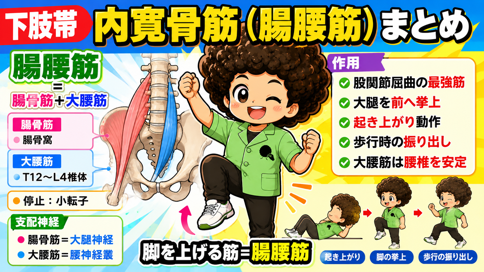 腸腰筋（腸骨筋＋大腰筋）の起始・停止・支配神経まとめ
