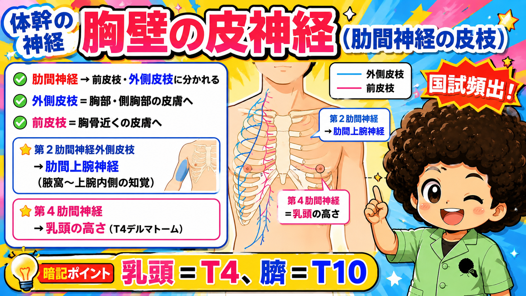 胸壁の皮神経（肋間神経の皮枝）は前皮枝・外側皮枝に分かれ、乳頭の高さは第4肋間神経(T4)に一致する