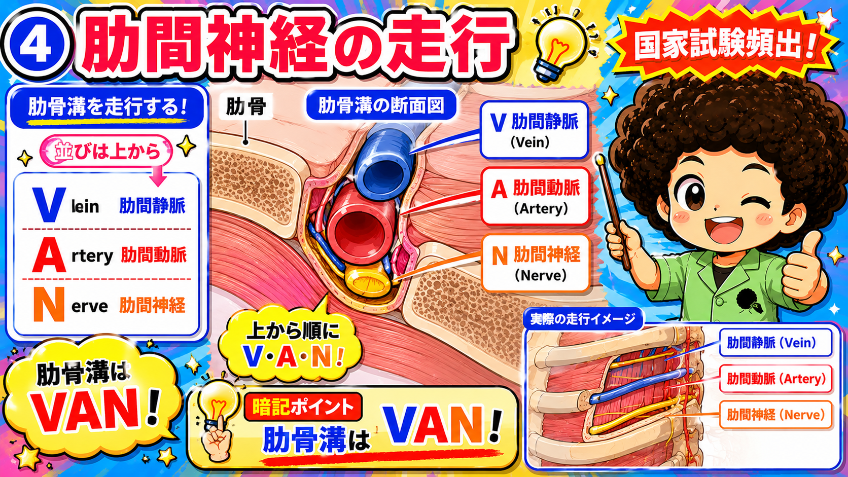 肋間神経は肋骨溝内をV(静脈)・A(動脈)・N(神経)の順で走行する（肋骨溝はVAN）
