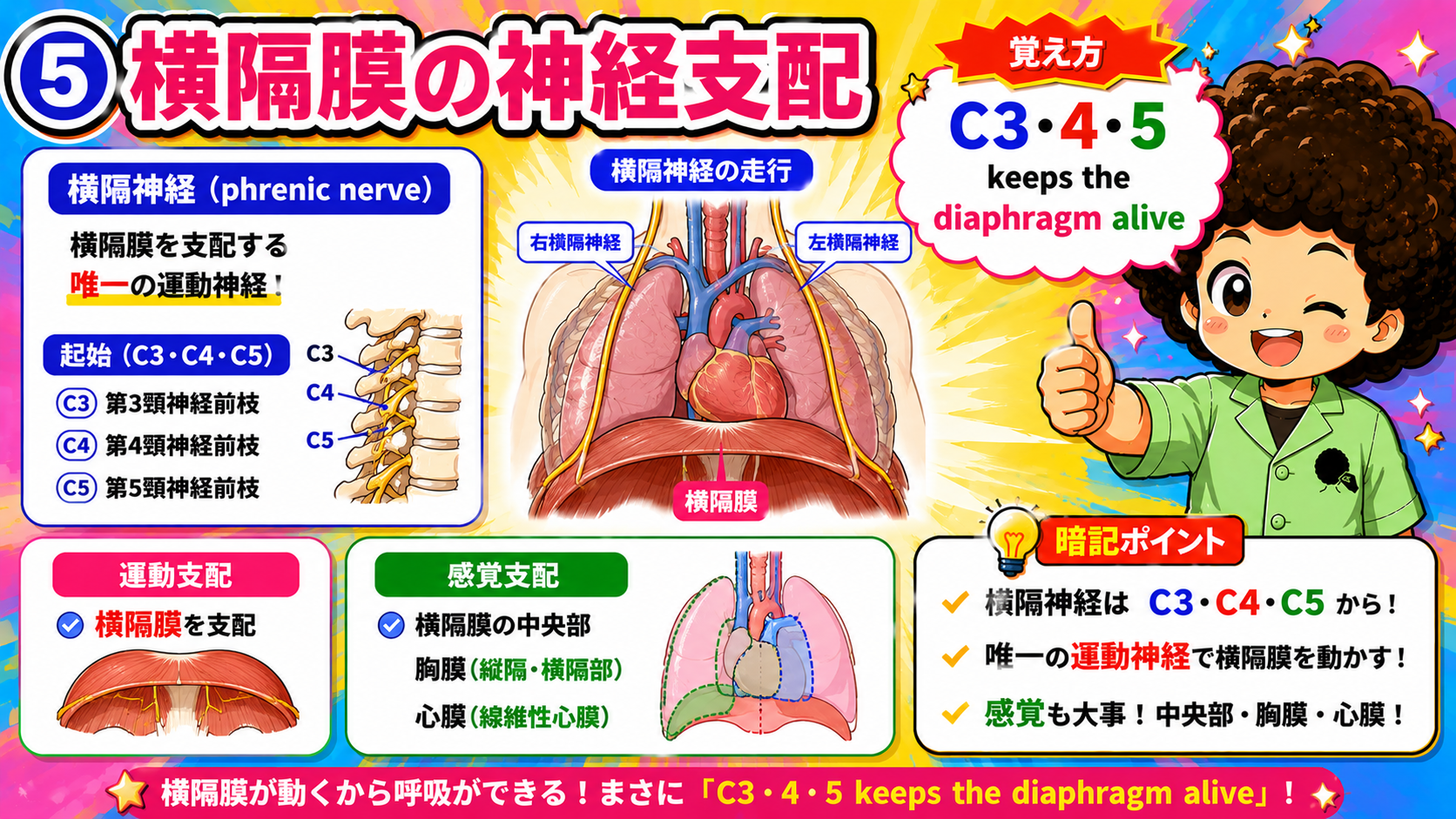横隔膜は横隔神経(C3〜C5)が唯一の運動神経支配を行う。腹壁の皮神経とは支配高位が異なる点に注意