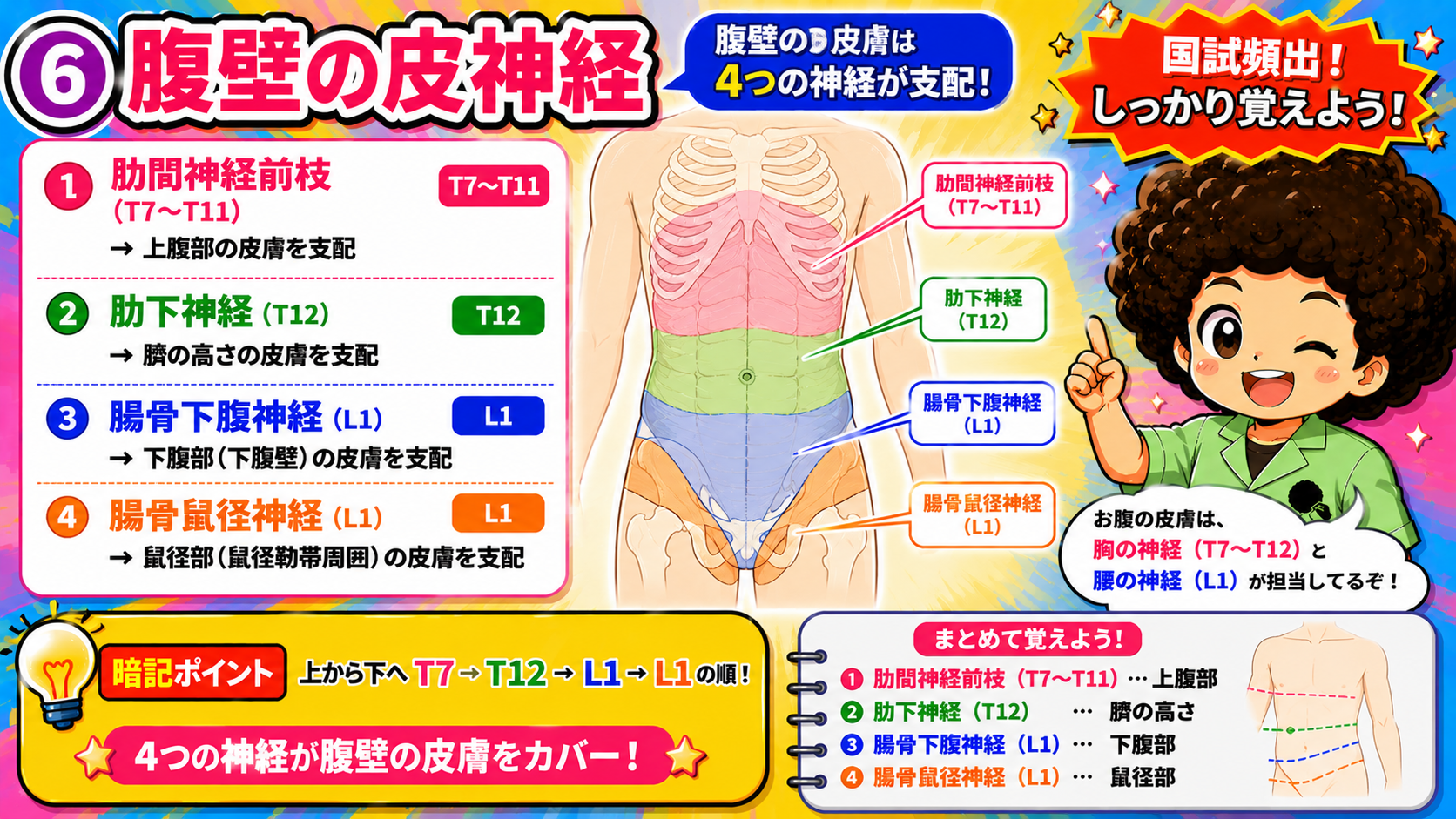 腹壁の皮神経｜腹壁の皮神経 1