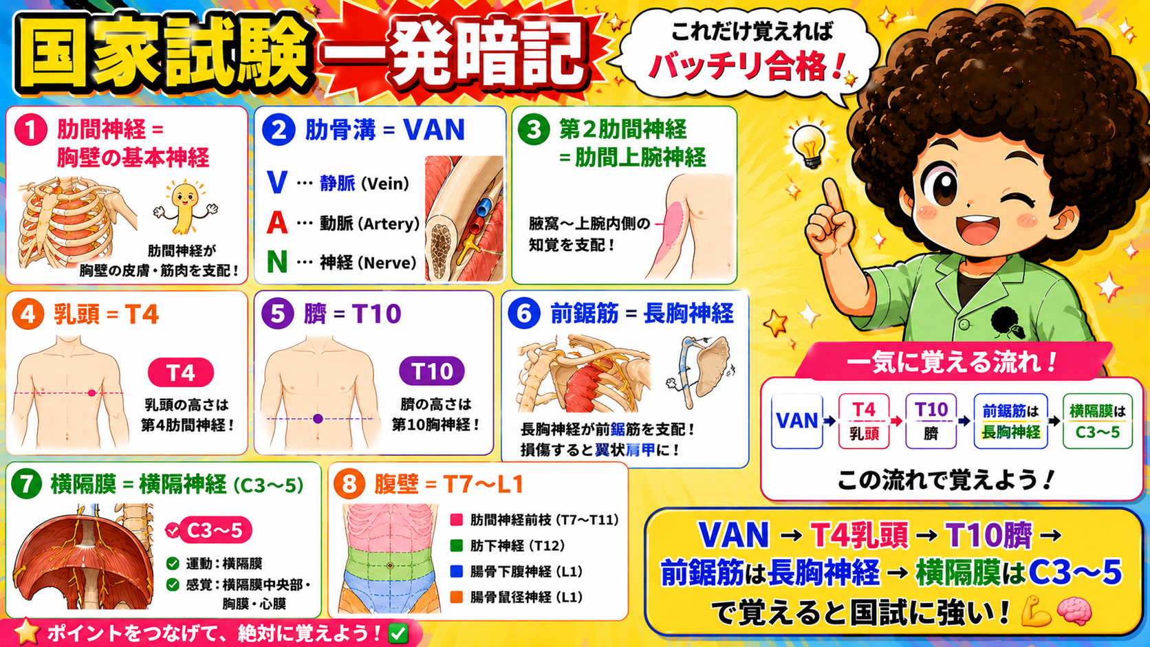 国試一発暗記まとめ：VAN・T4乳頭・肋下神経T12臍・前鋸筋は長胸神経・横隔膜はC3〜5という一連の流れで整理する