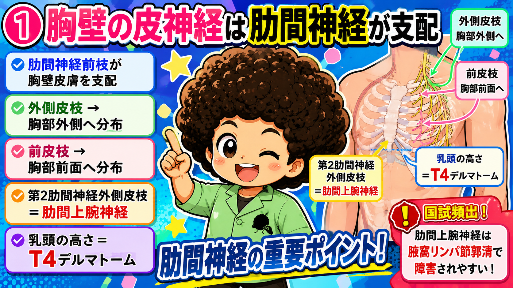 腹壁の皮神経2｜腹壁の皮神経2 1