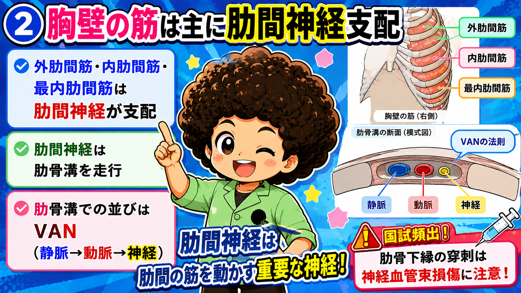 胸壁の筋と肋骨溝のVANの法則