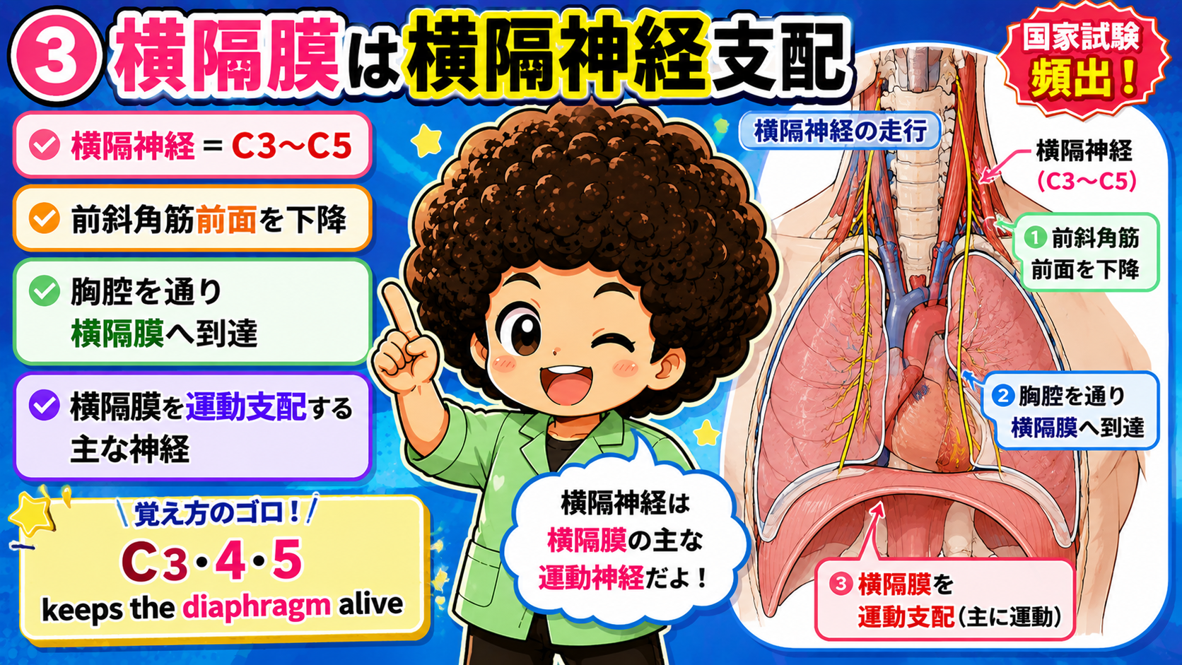 横隔神経(C3〜C5)の走行と横隔膜支配