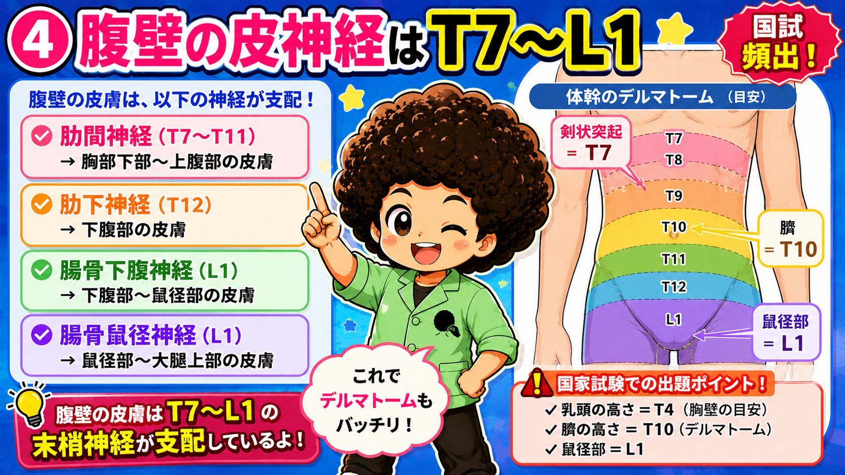 腹壁の皮神経(T7〜L1)とデルマトーム