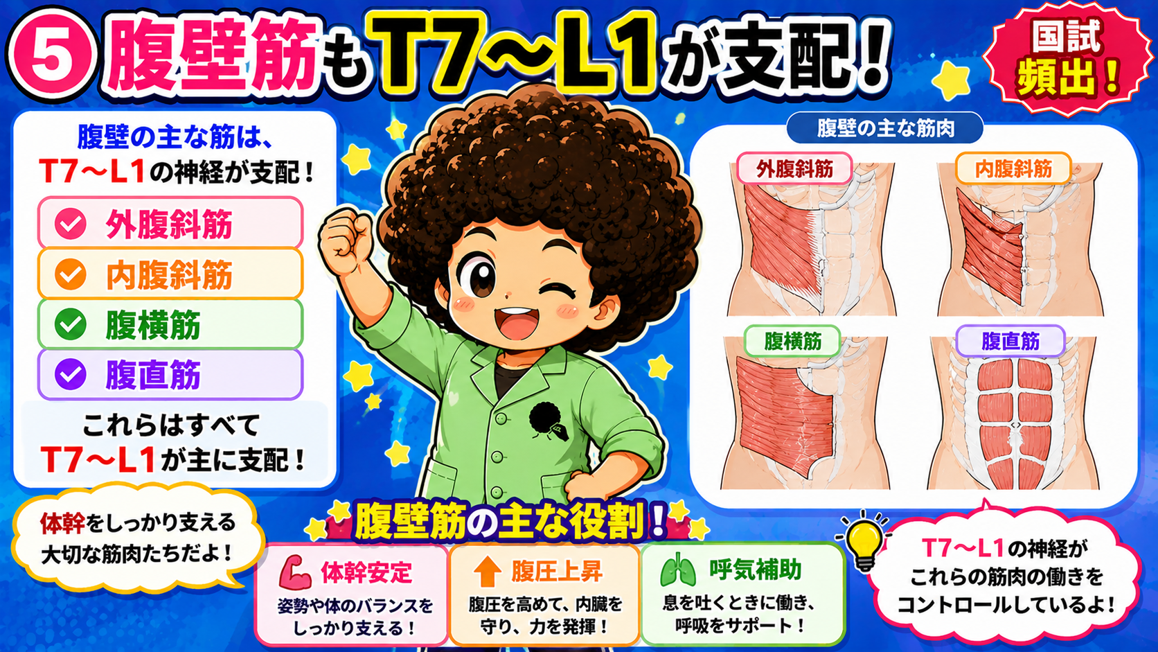 腹壁の主な筋(外腹斜筋・内腹斜筋・腹横筋・腹直筋)