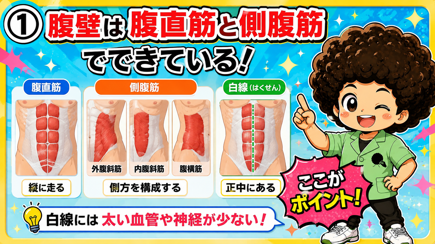 腹部｜腹部 1
