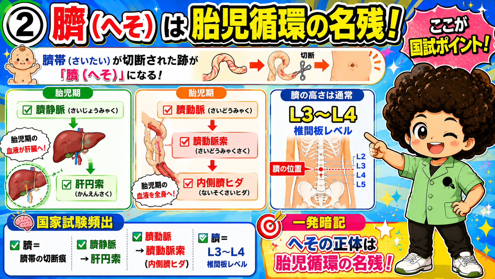 臍帯の切断と臍静脈・臍動脈の出生後の変化、臍の高さ（L3〜L4）